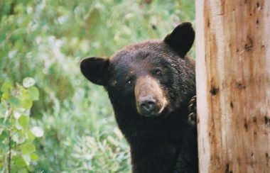 A stock image of a black bear peaking around a tree.