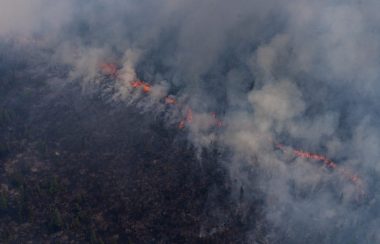 Des flammes en ligne dans la forêt provoquant un nuage de fumée