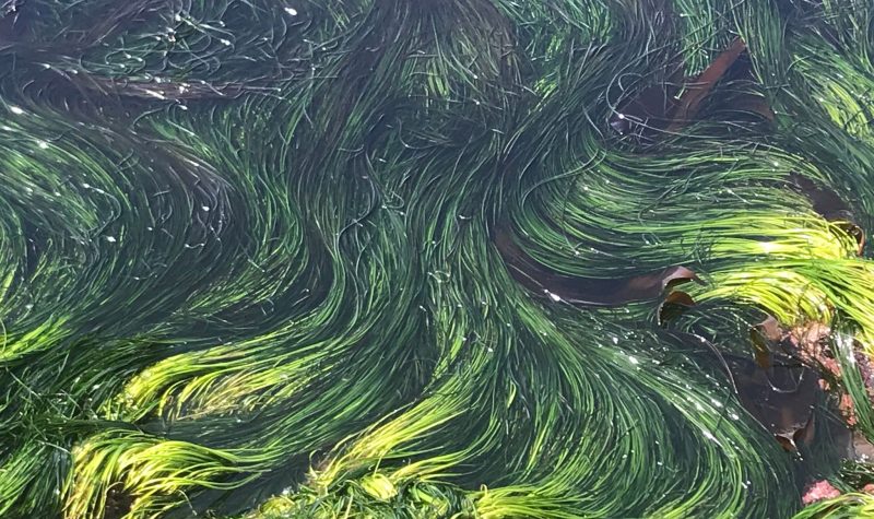 A sea of seaweed flows in many directions.