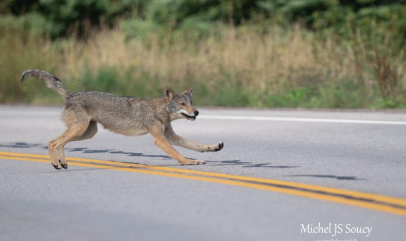 Un coyote traversant la rue.