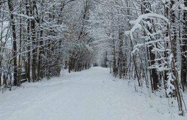 A walking and cycling path covered in snow. There are snow covered trees on either side of the path.