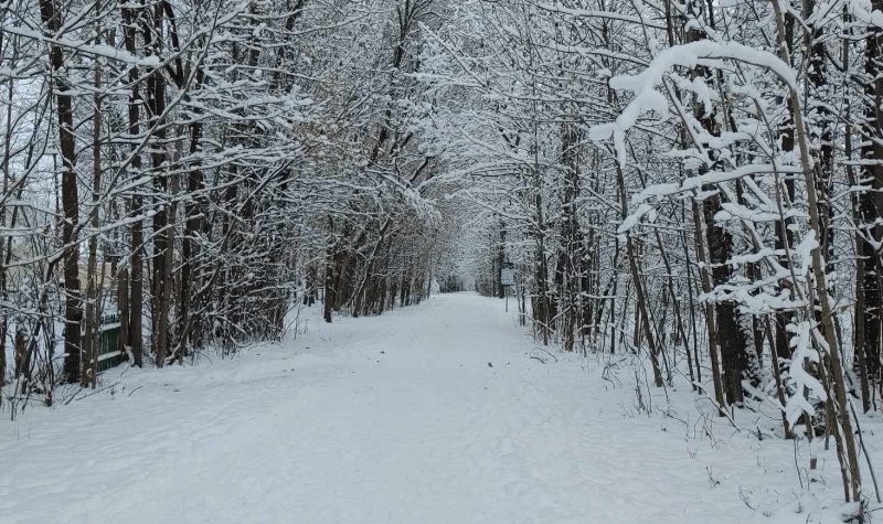A walking and cycling path covered in snow. There are snow covered trees on either side of the path.
