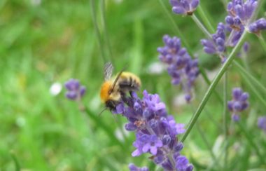 A bumblebee poised on top of a stock of purple lavender. Grass and greenery in the background.