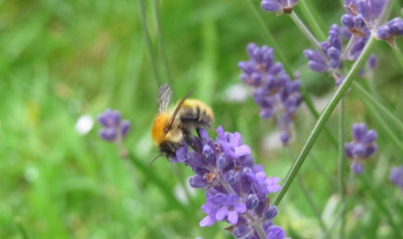 A bumblebee poised on top of a stock of purple lavender. Grass and greenery in the background.