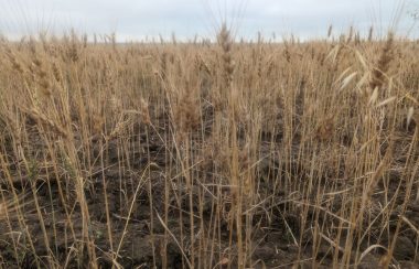 la sécheresse a gravement affecté le potentiel de rendement et a amené les cultures à croitre plus rapide que la normale (Photo: District municipal de Northern Lights)