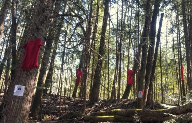 Red dresses hang in a forest