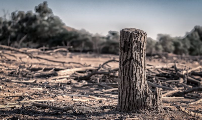 A photo of a tree stump with a graphic of a sad face on top of it in a field of clear cut trees