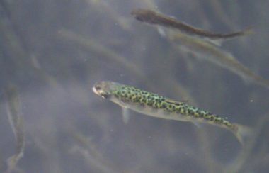 Salmon fry, credit Credit: Jake Sisco/USFWS via Flickr (CC BT SA, 2.0 License)