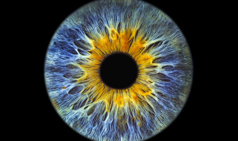 Iris de couleur bleue avec le contour du centre jaune. Le fond de l'image est en noir.
