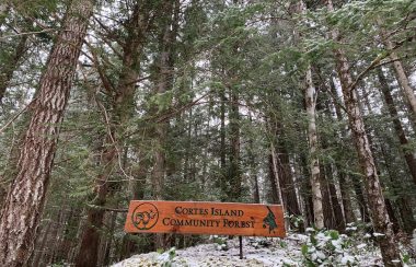 A wooden sign stands on a snowy bank in front of a forest.