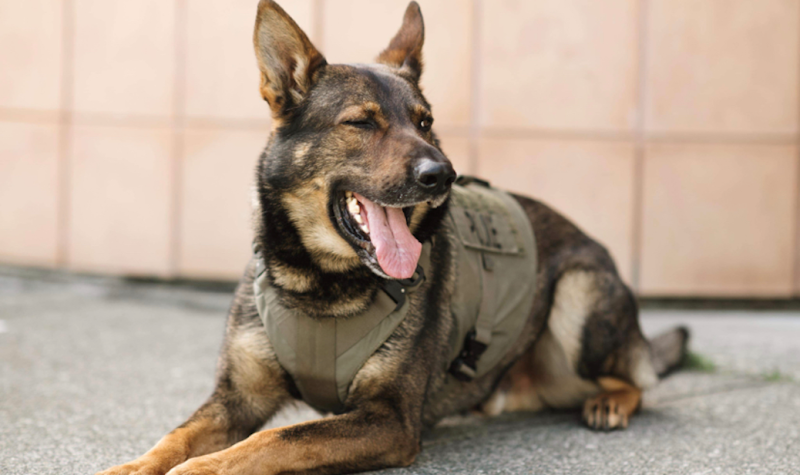 A German shepherd police dog sits on pavement