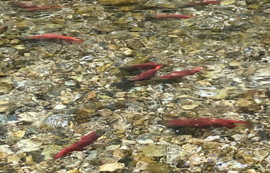 Bright pink kokanee salmon swim in a shallow creek.