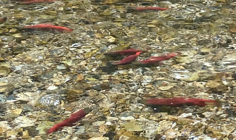 Bright pink kokanee salmon swim in a shallow creek.