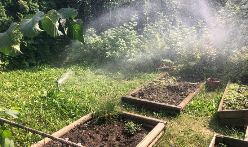 A sprinkler in a garden with raised gardens..