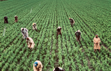 Varios trabajadores labran en un sembrío