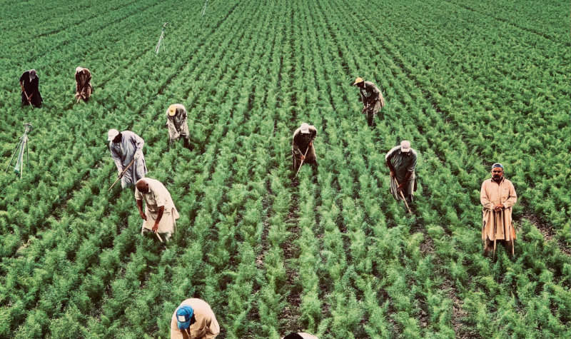 Varios trabajadores labran en un sembrío