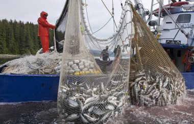 Commercial salmon seine fishing in Southeast Alaska is collecting a disproportionate amount of BC salmon, according to a new report. Source: Pacific Marine Conservation Caucus