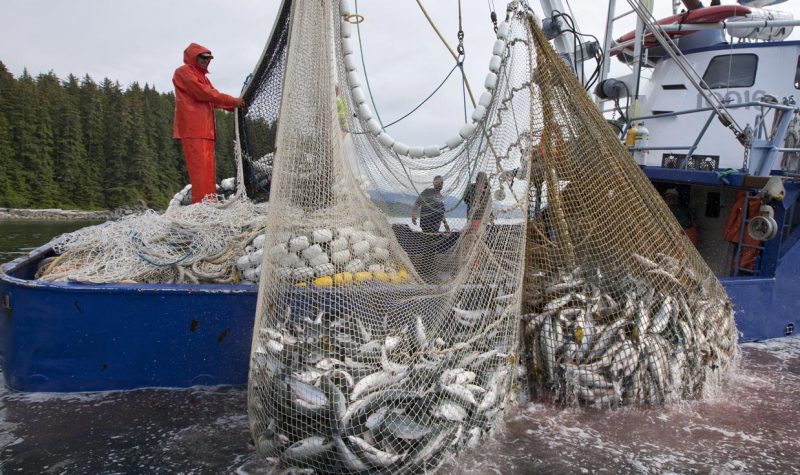 BC Salmon Caught in Alaska Threaten Canadian Commercial Fishing