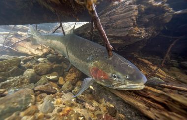 Steelhead trout in river