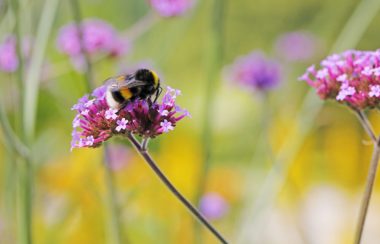 Un bourdon noir et jaune à la queue blanche est posé sur une fleur sauvage mauve.