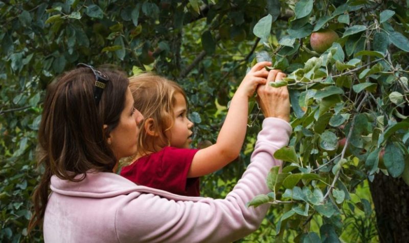 A mother and daughter picking apples