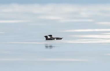 Two adult Marbled Murelets swimming in the ocean