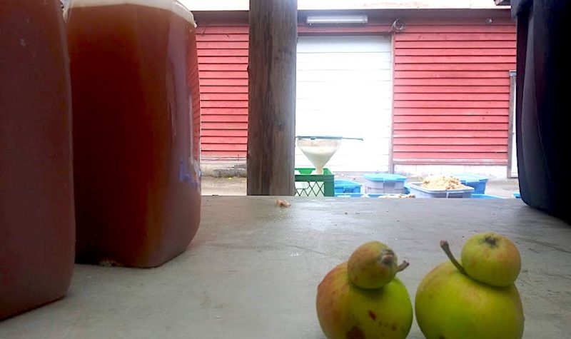 Two oddly-shaped apples in the foreground with bottles of juice on the side and juice-straining equipment in the background.