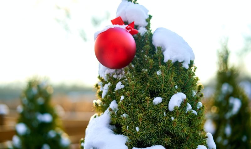 Le haut d'un sapin de Noël enneigé avec une boule rouge