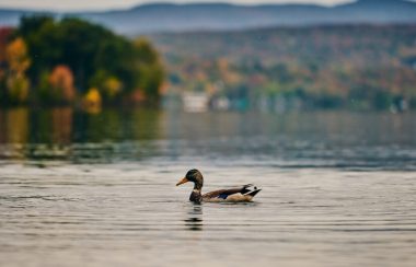 Picture of a duck floating on Brome Lake.