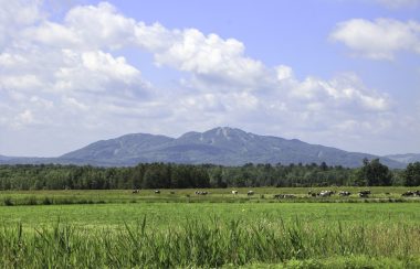 Pictured is a long shot of Mont Brome. Close up, a field of cows can be see with the mountain and its trails in the background.