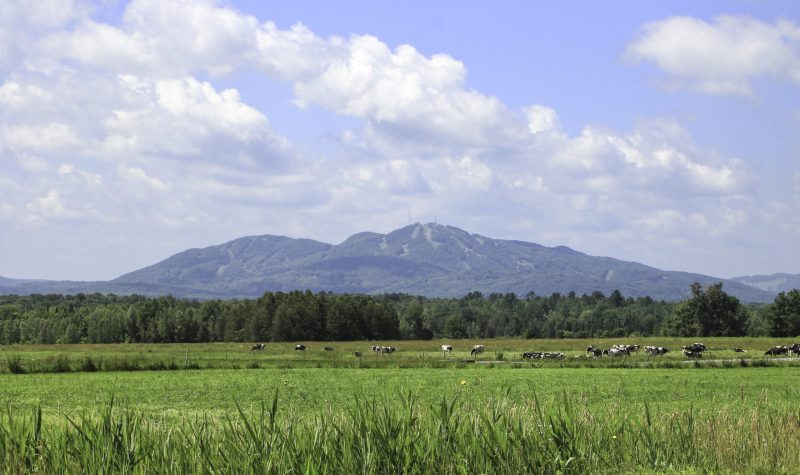Pictured is a long shot of Mont Brome. Close up, a field of cows can be see with the mountain and its trails in the background.