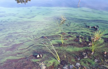 An algae bloom floats at the edge of a lake