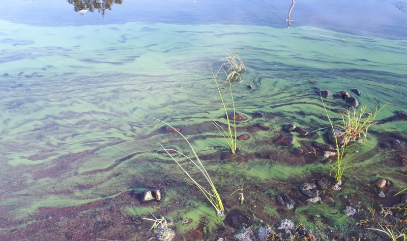 An algae bloom floats at the edge of a lake