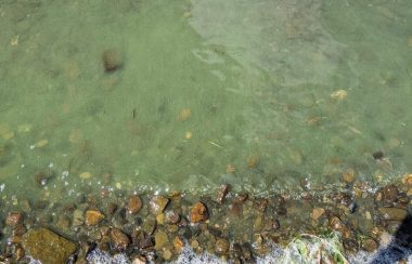 Pictured is a shoreline highlighted in blue-green algae scum. The rocks along the shore and the water are musky green.