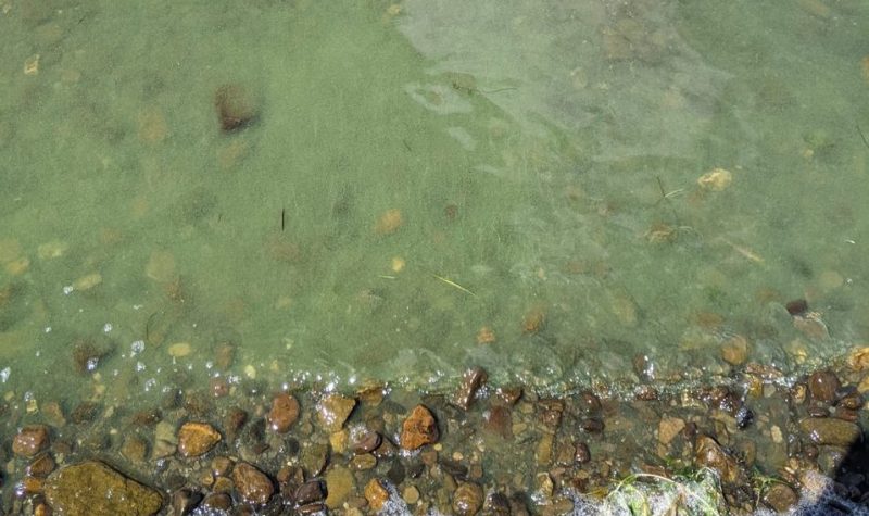 Pictured is a shoreline highlighted in blue-green algae scum. The rocks along the shore and the water are musky green.