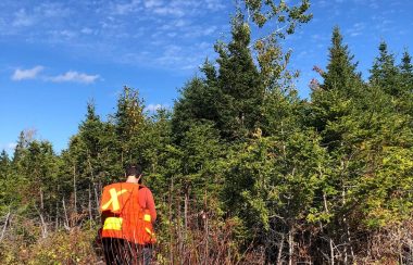 A person in a reflective orange vest stands in the woods.