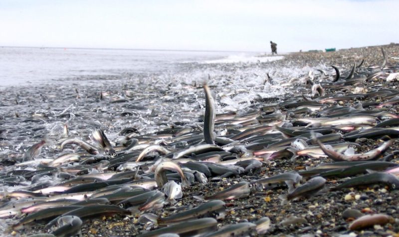 L'eau se retire d'une plage de galets et la laisse recouverte de poissons.