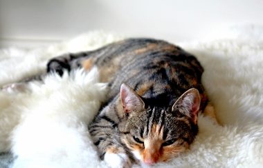 A tabby cat lies curled up on a fluffy white bed.