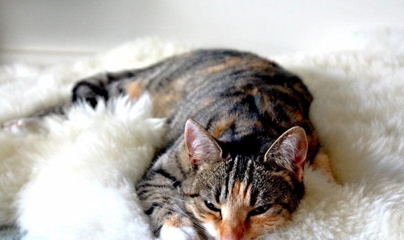 A tabby cat lies curled up on a fluffy white bed.