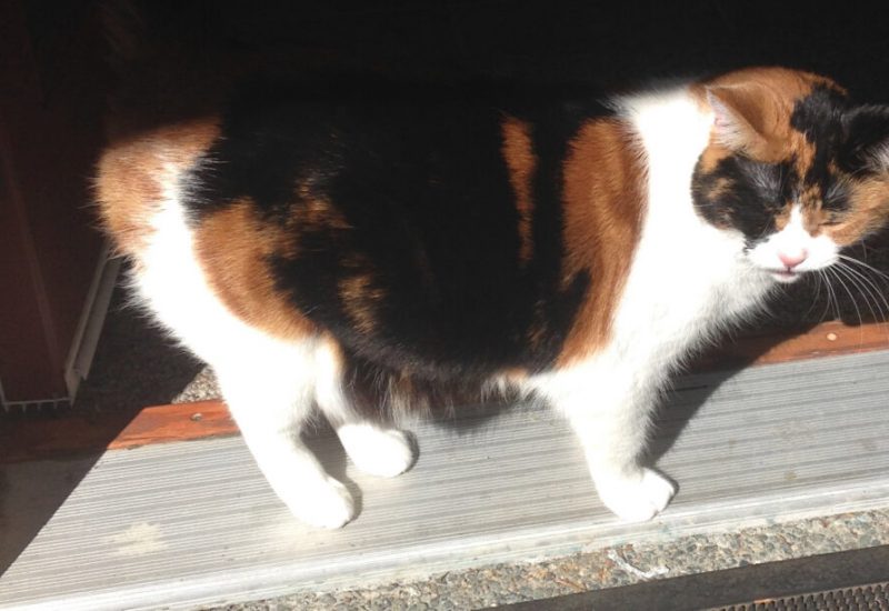Picture of a brown and white cat standing on the doorstep of a house.