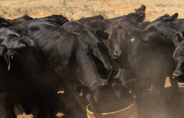 A group of dark pigmented cows. The cow in the forground has its head in a bucket (probably feeding). A dust coloured background persists.