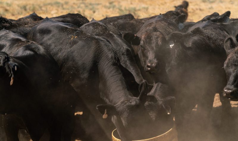 A group of dark pigmented cows. The cow in the forground has its head in a bucket (probably feeding). A dust coloured background persists.