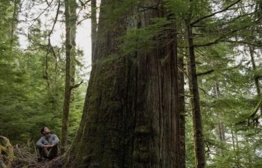 Man sitting in the forest, looking up at giant old growth tree
