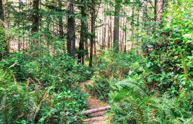 A path with ferns on either side meanders through a forest.