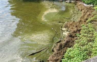 A shoreline filled with blue-green algae blooms.