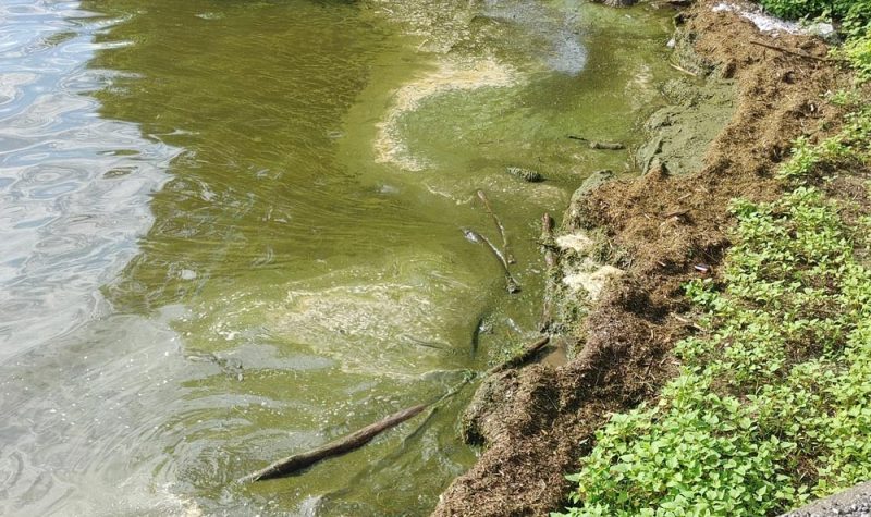 A shoreline filled with blue-green algae blooms.