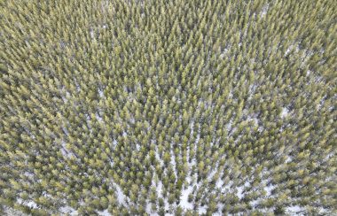 Areal photo of a forest north of Smithers BC