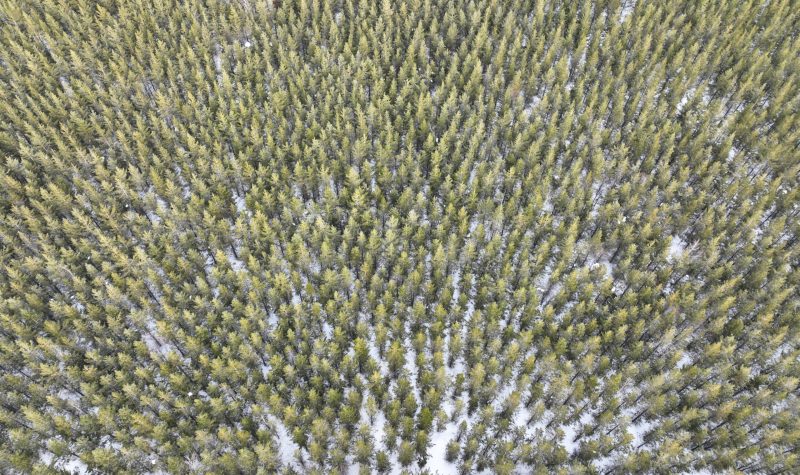 Areal photo of a forest north of Smithers BC