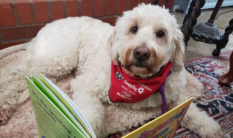 A dog sits staring into the camera behind a picture book while laying on a blanket.