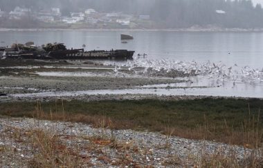 Photo from 2018 bird count - courtesy Cortes Island Museum